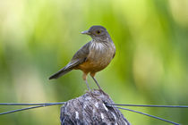 Close-up of a Rufous-Bellied thrush (Turdus rufiventris) von Panoramic Images