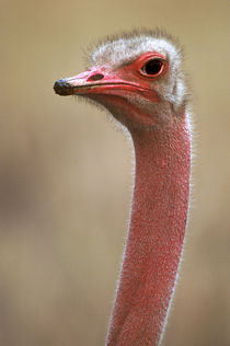 Ostrich Kenya Africa by Panoramic Images