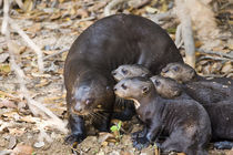 Giant otter (Pteronura brasiliensis) with its cubs by Panoramic Images