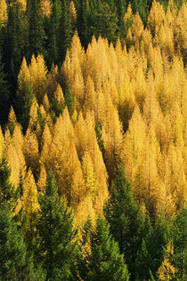 High angle view of autumn color larch trees in pine tree forest, Montana, USA. von Panoramic Images