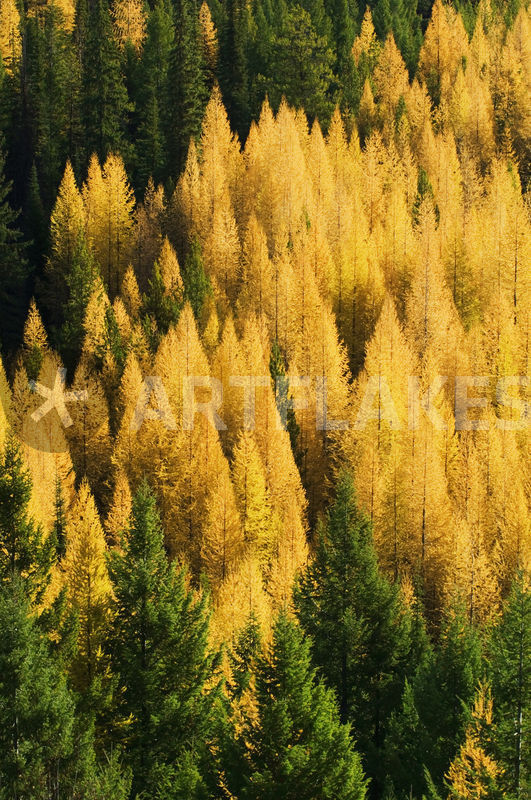 "High angle view of autumn color larch trees in pine tree forest