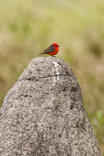 Vermilion flycatcher (Pyrocephalus rubinus) on a rock by Panoramic Images