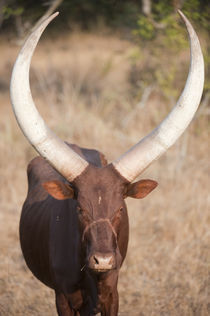 Ankole-Watusi cattle standing in a field, Queen Elizabeth National Park, Uganda by Panoramic Images