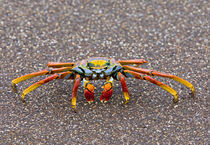 Close-up of a Sally Lightfoot crab (Grapsus grapsus), Galapagos Islands, Ecuador by Panoramic Images