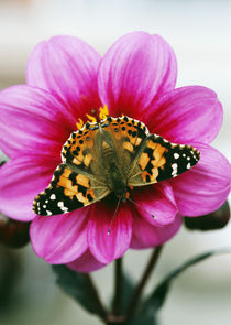 Painted Lady Butterfly On Dahlia Flower Blossom von Panoramic Images