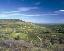 Vineyards on a landscape, Rocheport, Hautes-Cotes, Burgundy, France von Panoramic Images