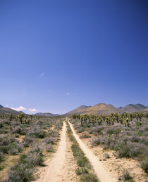 Dirt road passing through a landscape, California, USA by Panoramic Images