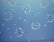 Dandelion (Taraxacum officinale) seeds blowing in the air by Panoramic Images