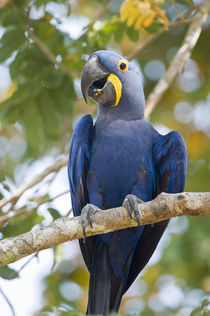 Close-up of a Hyacinth macaw (Anodorhynchus hyacinthinus) by Panoramic Images