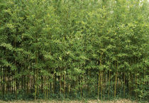 Bamboo trees in a forest, Fukuoka, Kyushu, Japan von Panoramic Images