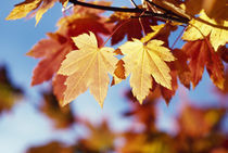 Autumn Color Vine Maple Tree Leaves von Panoramic Images