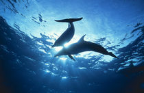 Upward view of two silhouetted dolphins on surface of sea by Panoramic Images