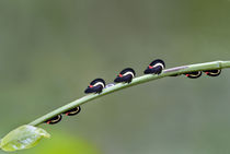 Leafhoppers on a leaf by Panoramic Images