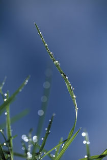 Dew drops on grass blades by Panoramic Images