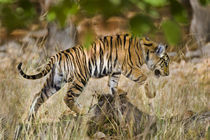 Bengal Tiger (Panthera tigris tigris) cub in a forest by Panoramic Images