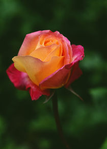 Single Rose Flower Blossom by Panoramic Images