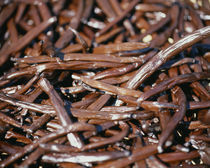 Close-up of vanilla beans von Panoramic Images