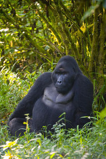 Mountain gorilla (Gorilla beringei beringei) in a forest by Panoramic Images