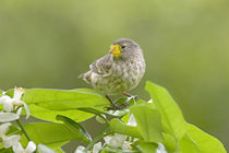 Close-up of a Small Ground-finch (Geospiza fuliginosa) perching on a plant von Panoramic Images