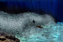 Galapagos penguin (Spheniscus mendiculus) swimming underwater by Panoramic Images