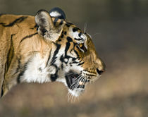 Close-up of a Bengal tiger (Panthera tigris tigris) by Panoramic Images