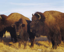 Close-up of buffalos and a calf, Taos Pueblo, New Mexico, USA von Panoramic Images