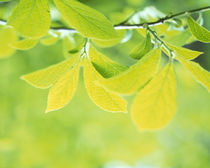 Selective focus close up of green leaves hanging from tree by Panoramic Images