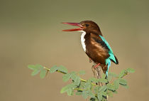 White-Throated kingfisher (Halcyon smyrnensis) calling on tree von Panoramic Images