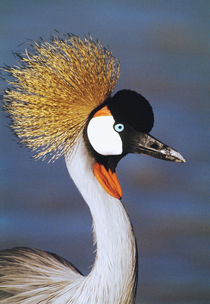 Crowned Crane Tanzania Africa by Panoramic Images