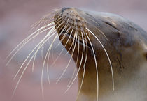 Close-up of a Galapagos sea lion (Zalophus wollebaeki) by Panoramic Images