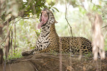 Jaguar (Panthera onca) yawning on a tree trunk von Panoramic Images