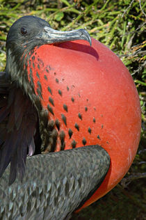 Close-up of a Magnificent Frigatebird (Fregata magnificens) by Panoramic Images