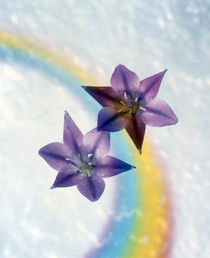 Two violet flower on white blue and yellow background by Panoramic Images