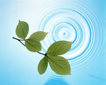 Twig with green leaves above perfect water circles von Panoramic Images
