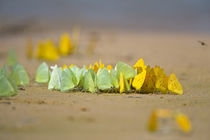 Swarm of Sulphur butterflies by Panoramic Images