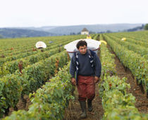 Mid adult man walking in a vineyard, Cote De Beaune, Burgundy, France von Panoramic Images