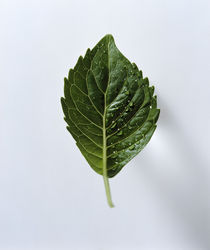 Close up of green leaf on light grey by Panoramic Images