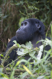 Close-up of a Mountain gorilla (Gorilla beringei beringei) by Panoramic Images