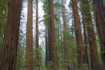 Redwood Trees by Panoramic Images