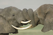 Two African elephants fighting in a field by Panoramic Images