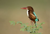 White-Throated kingfisher (Halcyon smyrnensis) perching on a tree by Panoramic Images