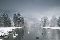 Swans floating on a lake, Chateau de Vizille, Vizille, France by Panoramic Images