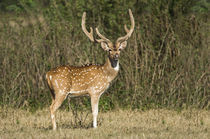 Spotted deer (Axis axis) in a forest, Keoladeo National Park, Rajasthan, India by Panoramic Images
