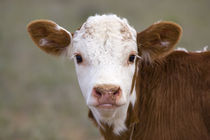 Calf Portrait by Panoramic Images