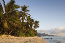 Palm trees on the beach, Anse Marie-Louise Beach, Mahe Island, Seychelles by Panoramic Images