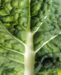 Close up of bumpy vegetable leaf with white stalk von Panoramic Images