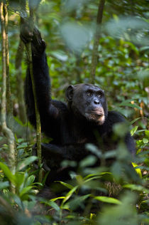 Chimpanzee (Pan troglodytes) in a forest, Kibale National Park, Uganda von Panoramic Images
