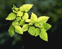 Selective focus striped leaves on branch with forest in back by Panoramic Images