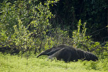 Giant anteater (Myrmecophaga tridactyla) in a forest von Panoramic Images