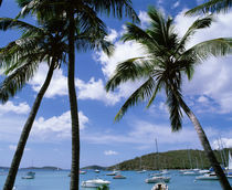 US Virgin Islands, St. John, Cruz Bay, Palm trees on the beach by Panoramic Images